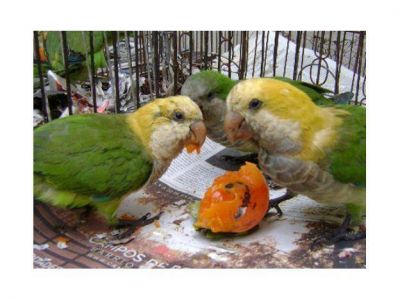 Compraron un loro, casi mueren de psitacosi y ahora est�n en cuarentena