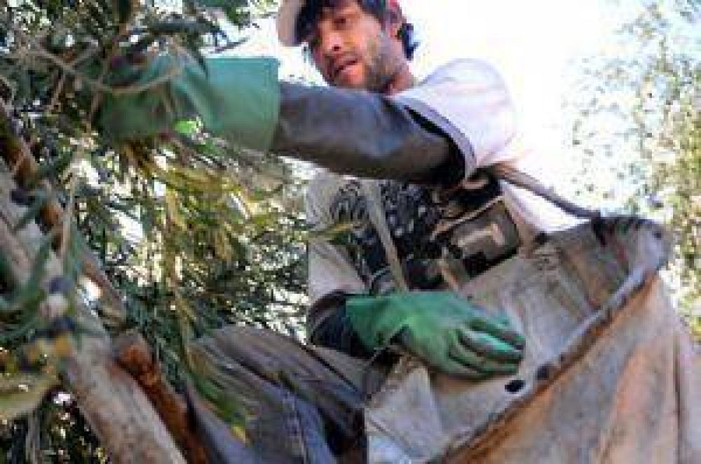 Crean un fondo para promoci�n y control de la olivicultura
