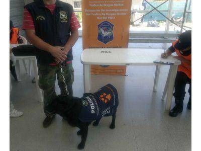 KIARA : LA PROTAGONISTA DE IMPORTANTE OPERATIVO DE SECUESTRO DE LSD