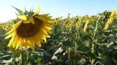 Con el 80 por ciento cosechado el Departamento Chacabuco logr� buenos rindes en el girasol 