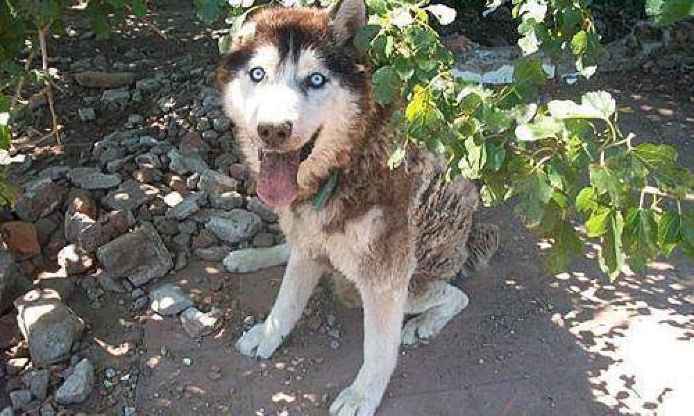 M�s de 130 perros de la calle necesitan de la ayuda de la comunidad