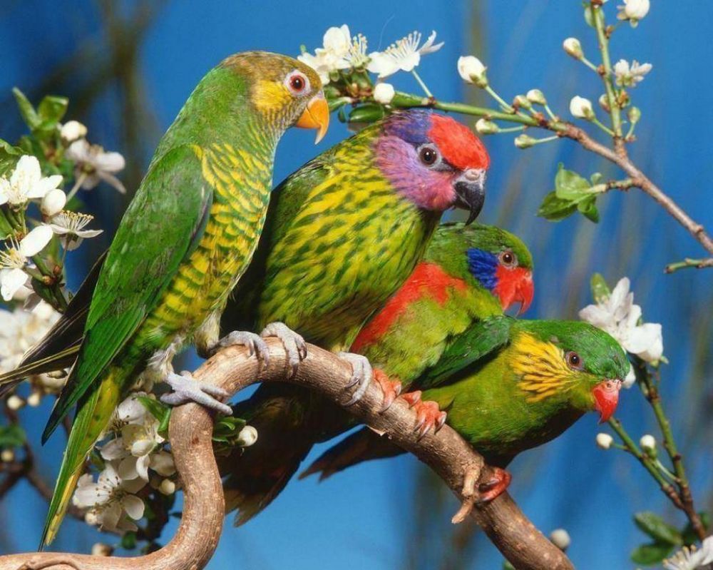 Las aves que se compran alegremente en la calle pueden acarrear una grav�sima neumon�a at�pica 