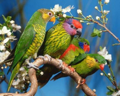 Las aves que se compran alegremente en la calle pueden acarrear una grav�sima neumon�a at�pica 