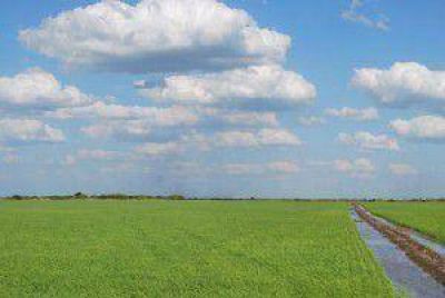 Buenas perspectivas del cultivo de arroz que fue sembrado en un global de 8.7 mil hect�reas