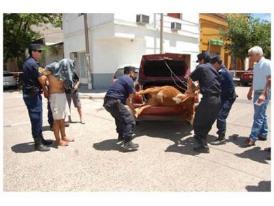 Gualeguaych�: robaron una vaca, los sigui� la Polic�a y terminaron chocando con un auto y una casa