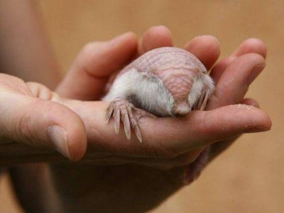 Muri� el pichiciego hallado en Santa Rosa por una familia, era parte de una especie al filo de la extinci�n 