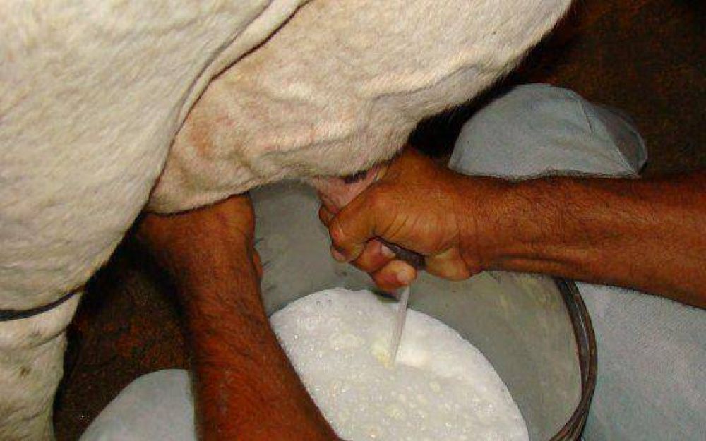 Uruguay: Sin apoyo el tambero chico tiende a desaparecer