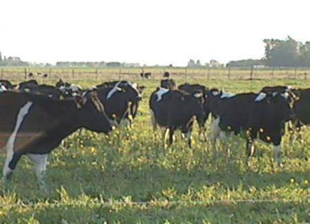 La producci�n ganadera de Misiones creci� un 10 por ciento en el 2012