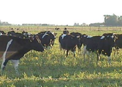 La producci�n ganadera de Misiones creci� un 10 por ciento en el 2012