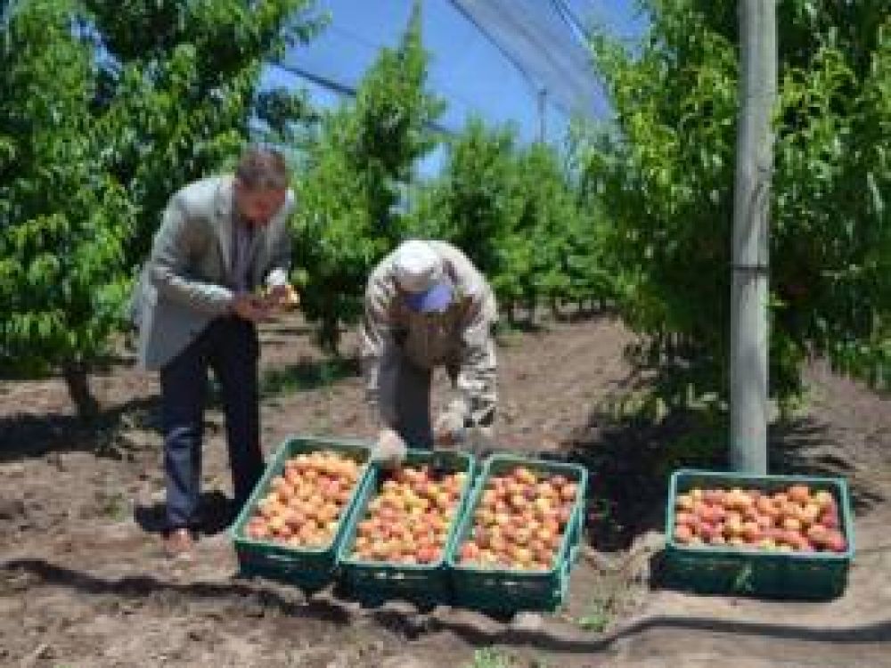 Cosechan y comercializan ajo, zapallo y durazno en el predio de Sol Puntano