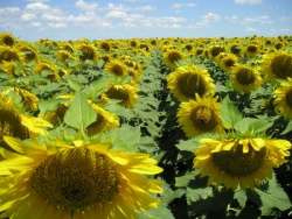Estiman buenos rendimientos para la campa�a girasolera	