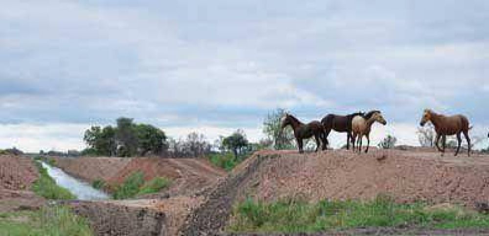 La cartera de Producci�n asegura que no hay mortandad de bovinos en la zona centro-oeste 