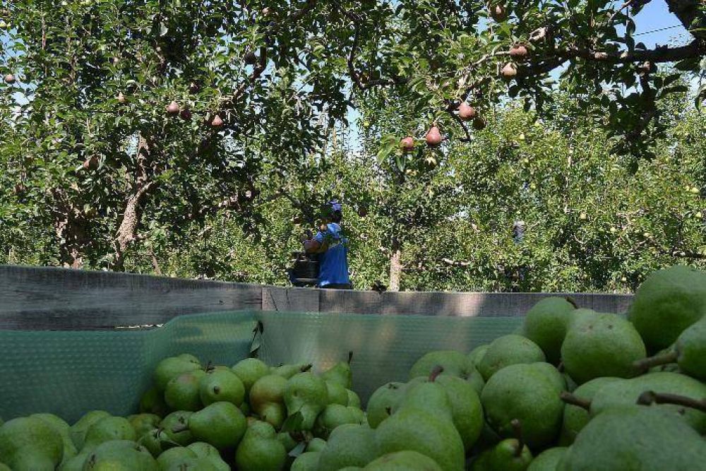 La cosecha se instal� en las chacras de la regi�n