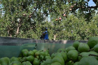 La cosecha se instal� en las chacras de la regi�n