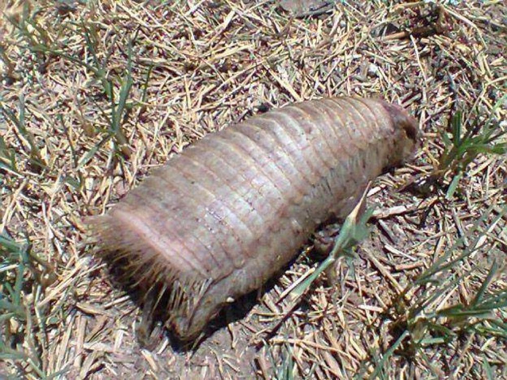Encontraron muerto a otro pichiciego en una casa en Santa Rosa 