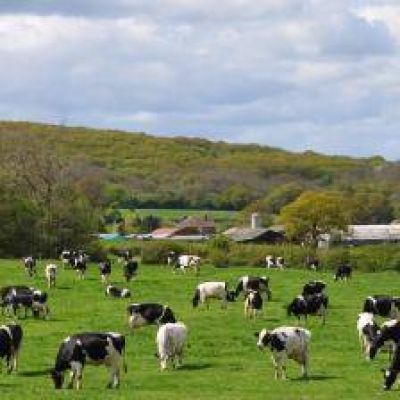 Mes en la regi�n �Qu� est� pasando en la lecher�a regional?