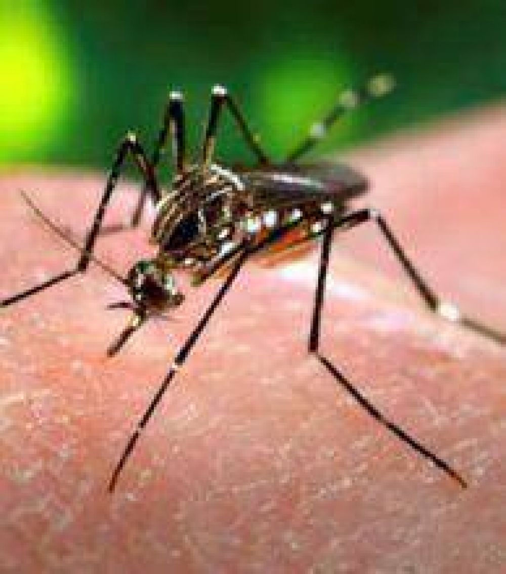 Alerta: se estudian tres casos de dengue en la provincia  