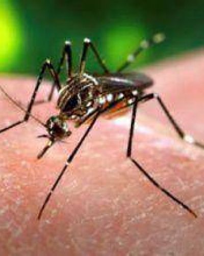 Alerta: se estudian tres casos de dengue en la provincia  