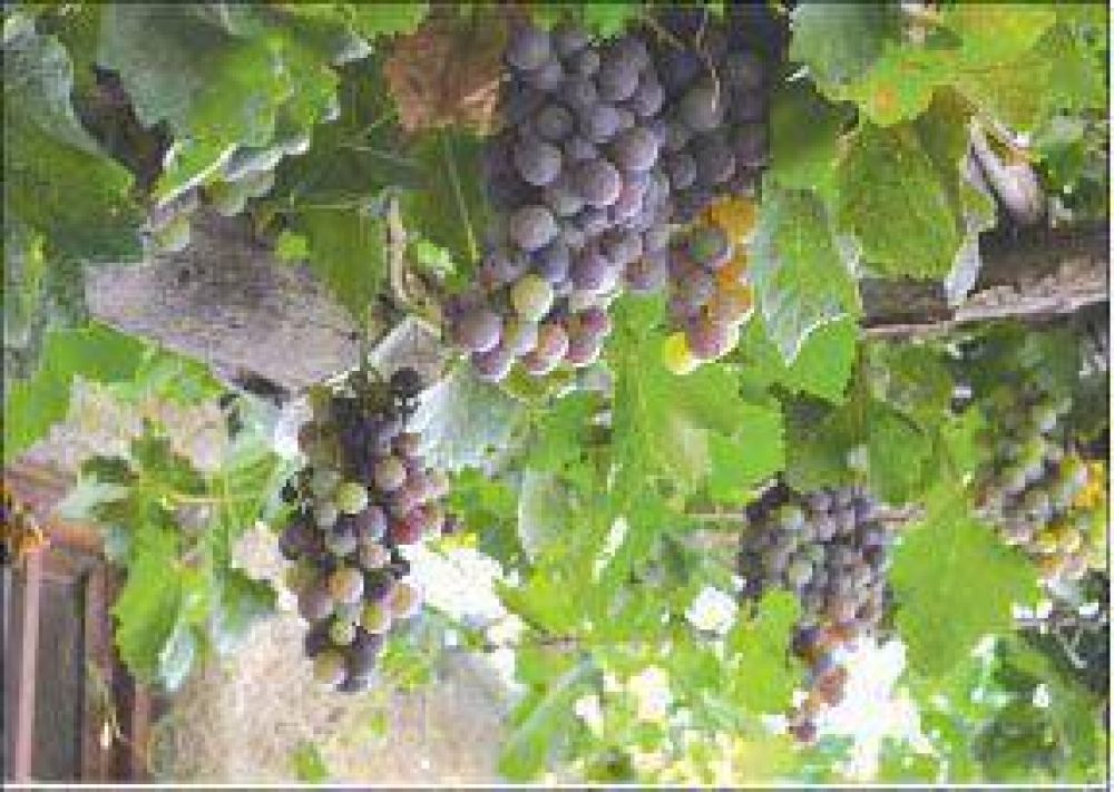 Cosecha. Financiamiento Productores de vid recibir�n apoyo para la cosecha 2013