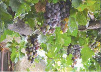 Cosecha. Financiamiento Productores de vid recibir�n apoyo para la cosecha 2013