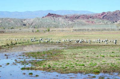 Por la lluvia, tres familias evacuadas, cortes en la ruta y mortandad animal