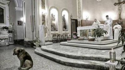 Ciccio, el perro que va todos los d�as a la Iglesia a esperar a su due�a fallecida