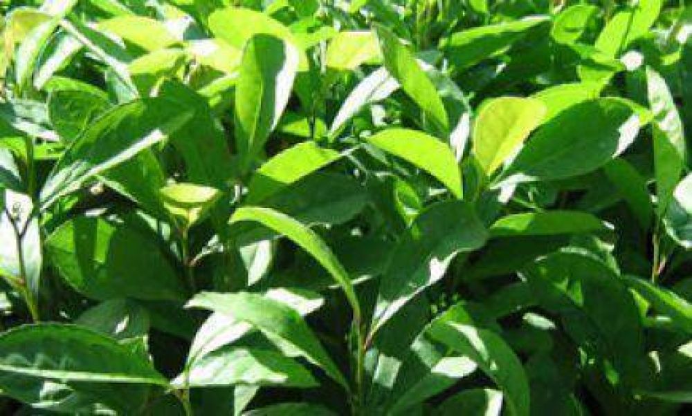 Denuncian que se est� cosechando yerba mate apenas brotada
