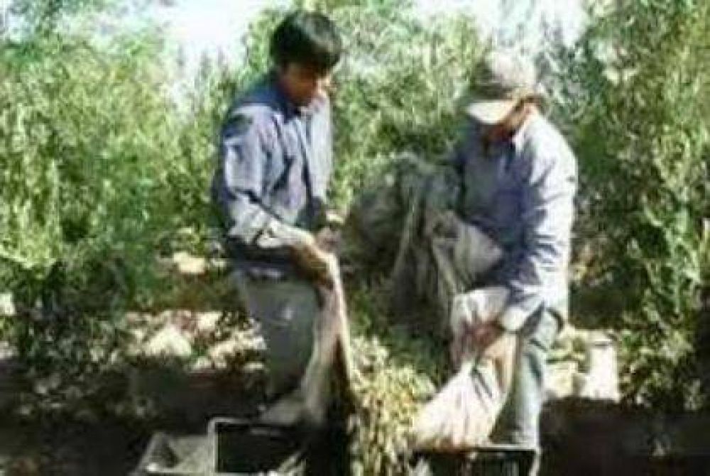 PREOCUPA LA COSECHA DE ACEITUNAS