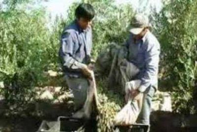 PREOCUPA LA COSECHA DE ACEITUNAS