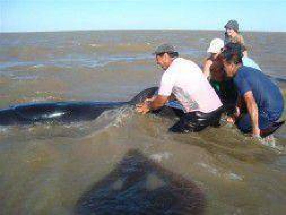 Inusual aparici�n de una ballena en la costa de La Plata