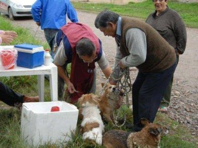 Tres a�os libres de rabia canina en la ciudad capital