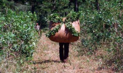 Yerba mate: productores quieren el kilo de la hoja verde a 2,60