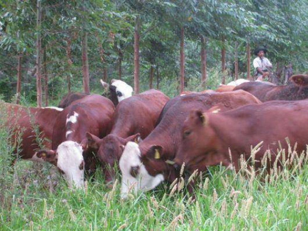 Crece la producci�n ganadera, pero el objetivo es que mejore su calidad