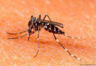 Dengue: se reportaron siete casos sospechosos en Corrientes