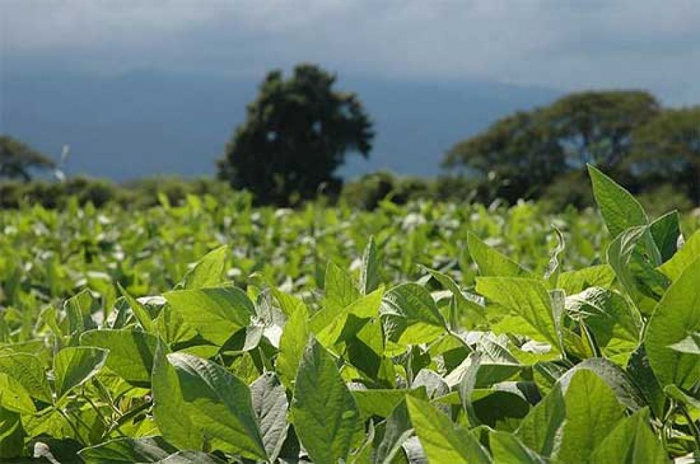 Despu�s del r�cord de lluvias, la falta de agua comienza a afectar los cultivos