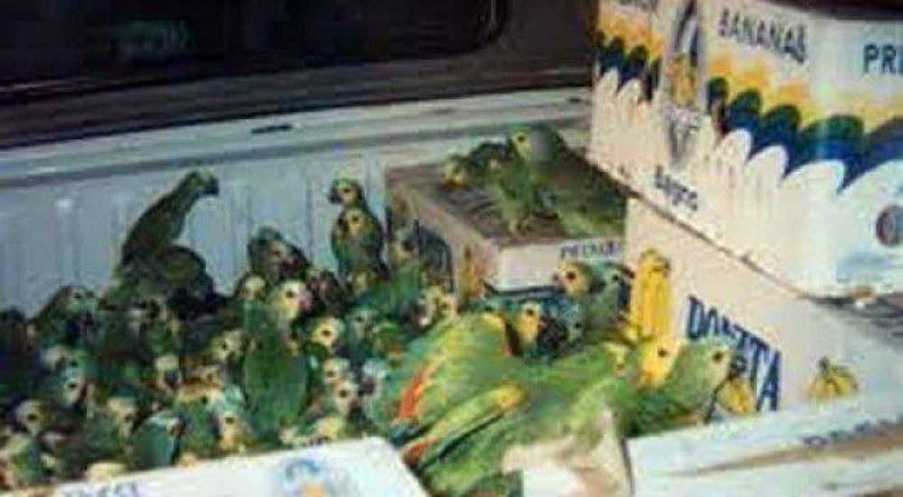 Atrapan a cazadores con casi 160 loros habladores