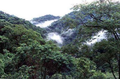 Organizan la Quinta Reuni�n Regional de Selvas de Monta�a