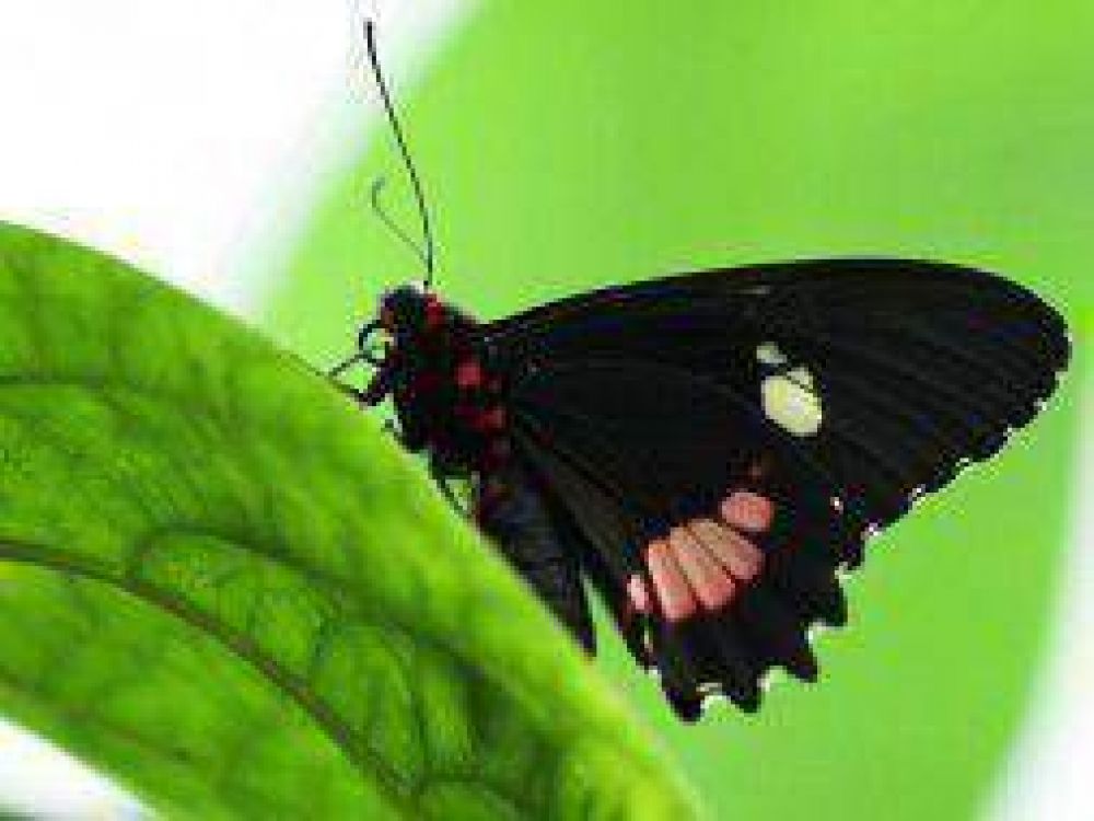 Alerta en Tigre por alergia a causa de mariposas negras