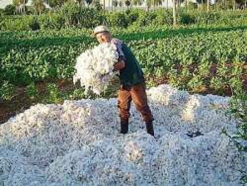 Buenas perspectivas para los productos agropecuarios del Chaco		