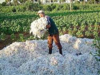 Buenas perspectivas para los productos agropecuarios del Chaco		