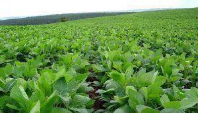 Prev�n una cosecha de soja �dispar� para los campos de nuestra ciudad y la Regi�n