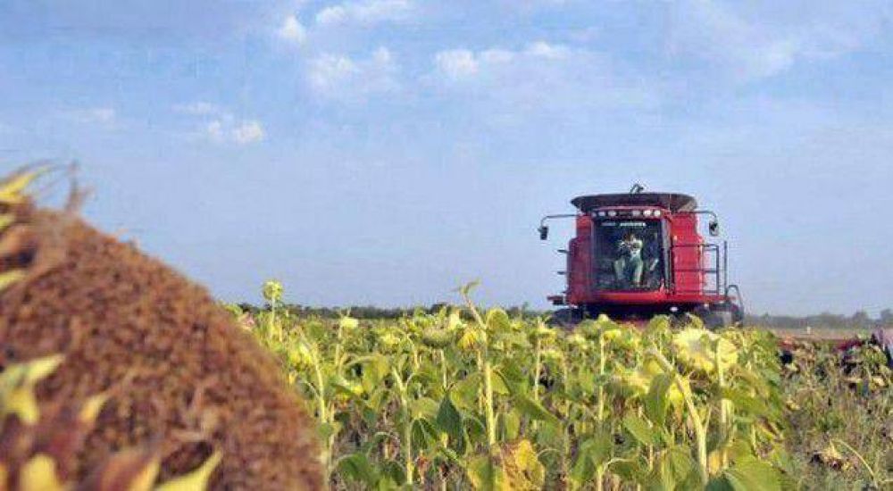 Chaco en segundo lugar en producci�n nacional de girasol