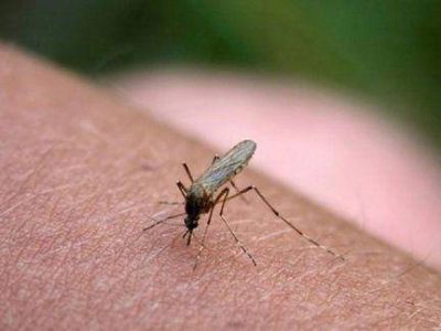 Dengue: Este a�o ya hubo nueve pacientes en estudio en Entre R�os 