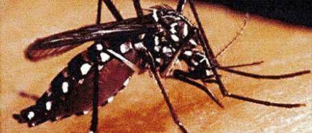 Preocupaci�n por la aparici�n de otro mosquito transmisor del dengue
