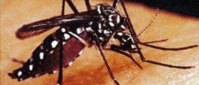 Preocupaci�n por la aparici�n de otro mosquito transmisor del dengue