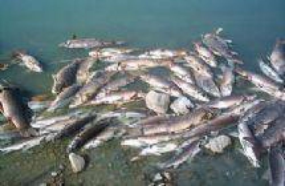 Miles de peces muertos en el Bermejo