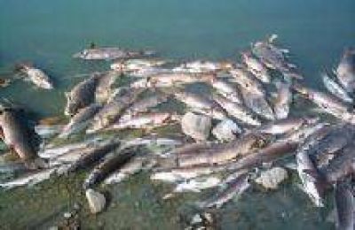 Miles de peces muertos en el Bermejo