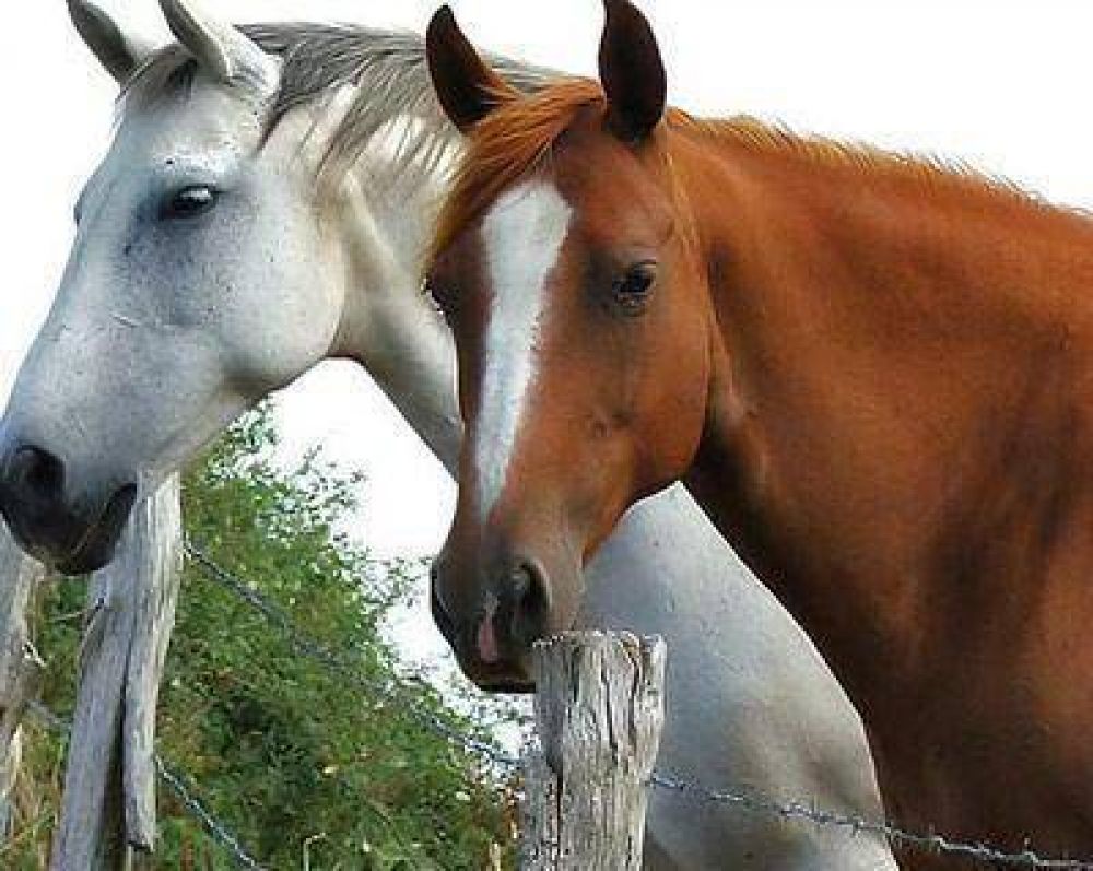 Recuperan animales que hab�an sido robados