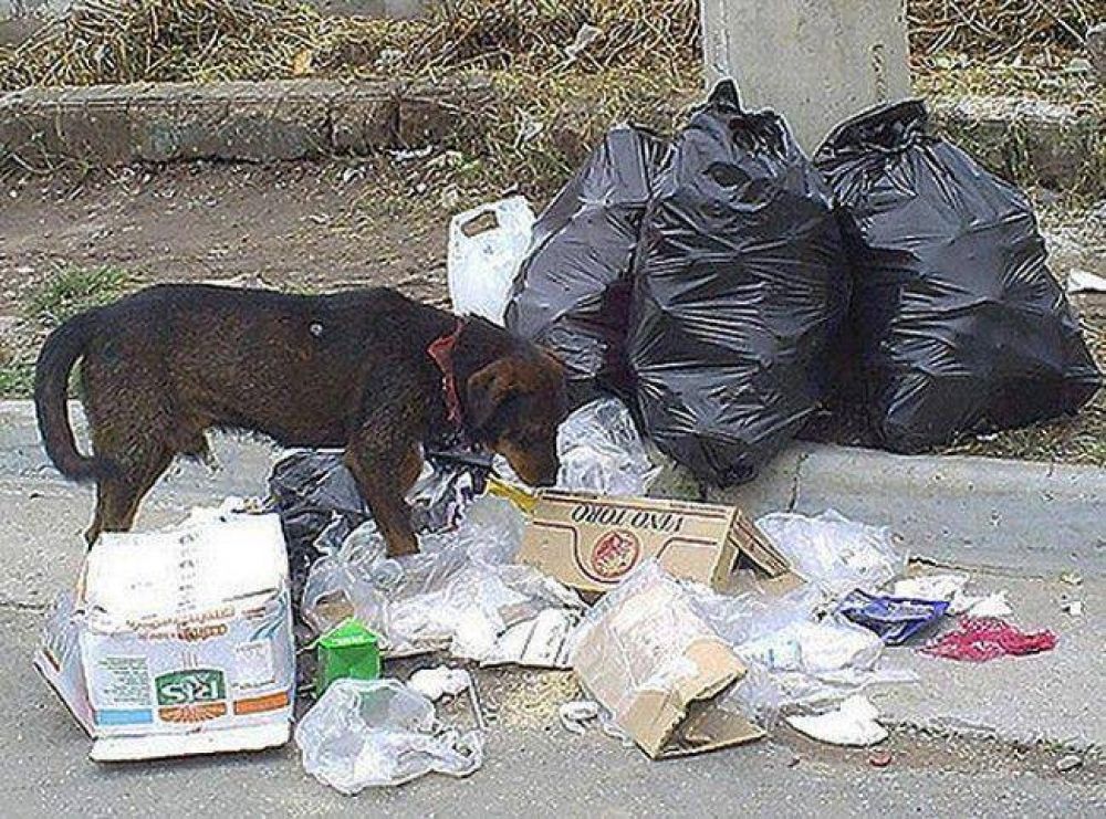 El municipio advierte sobre los animales sueltos en la v�a p�blica