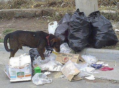 El municipio advierte sobre los animales sueltos en la v�a p�blica